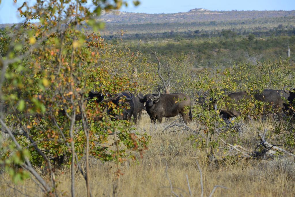 Mtomeni Safari Camp Hotel Phalaborwa Exterior foto